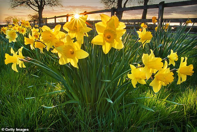 As spring approaches, the season is known to welcome the blooming of particular floral species, including daffodils, which happen to be an excellent deterrent to rodents.