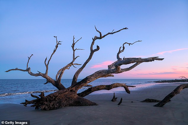 9. Driftwood Beach – Jekyll Island, Georgia