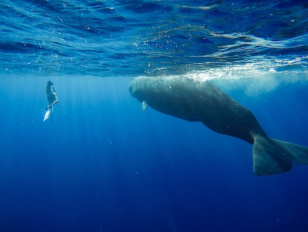 A project aims to unravel the 'codas' of sperm whales (Getty)