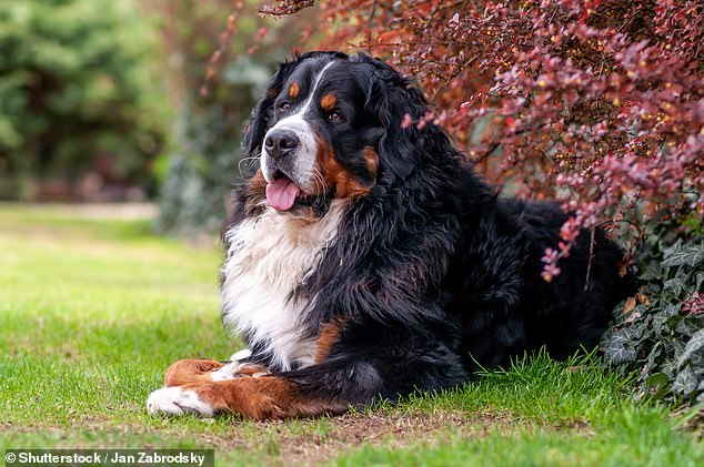 The Bernese mountain dog (file image) saw its numbers increase by almost a quarter (24 percent), while long-haired miniature dachshunds also proved popular (20 percent increase).