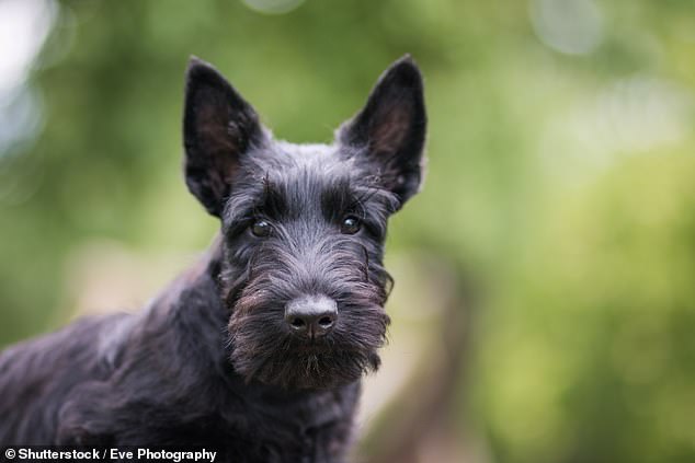 The Scottish Terrier enters the 'At Watch' list for the second time in history, with only 406 puppy births in 2023