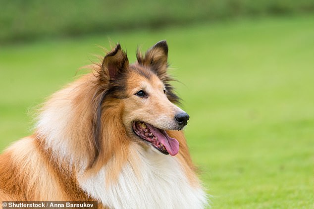 The Kennel Club's list of vulnerable British and Irish breeds was created in 2004 to highlight breeds that had fewer than 300 annual puppy registrations. In the photo: a rough collie
