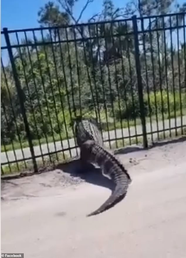 Video camera captured a terrifying moment when a huge alligator simply crashed through a newly installed metal fence at a Florida golf club.