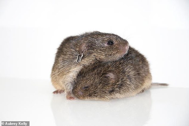 Prairie voles form lifelong bonds. A close-knit couple will comfort each other when stressed, defend their shared territory, and raise their children together.