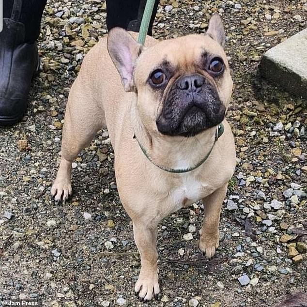 The French Bulldog was kidnapped in Chingford in May 2021 from the back of the family's van in a Morrisons car park.