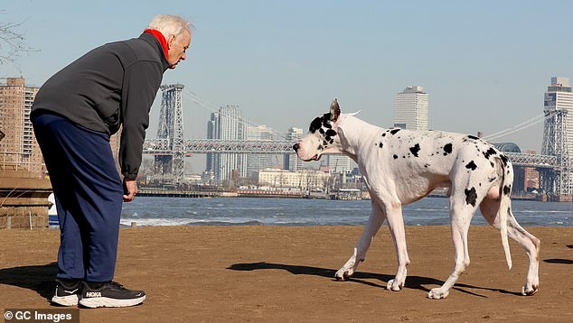 The Ghostbusters star was also seen wearing a gray sweatshirt and jeans while working with a huge Great Dane named Bing.