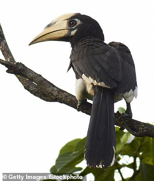 Teresa spots an eastern hornbill, like the one shown here, making a series of trips to a keruing tree next to the main pool.