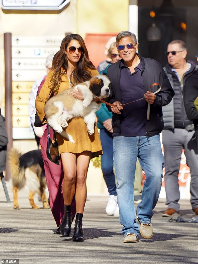 Amal was photographed earlier this month in France with her St. Bernard puppy named Nelson, a 46th birthday gift from her husband.