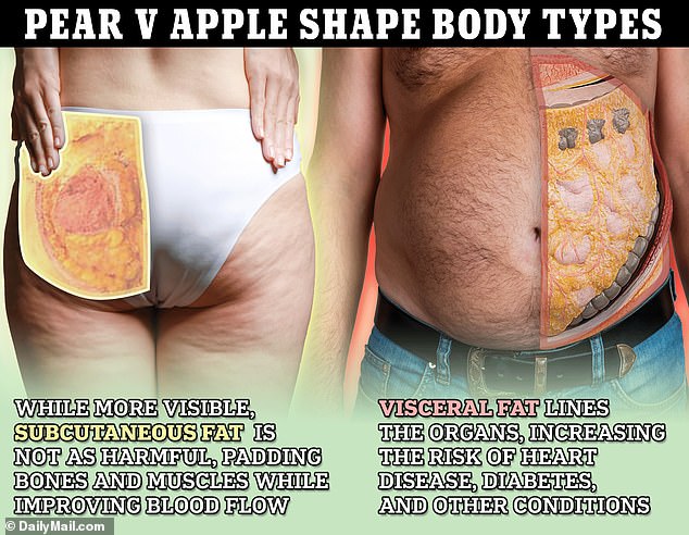 Subcutaneous fat (left) is more visible outside the body and fills out the outer layers of muscle just under the skin. People with more fat will have a pear-shaped body. People with more visceral fat (right), which is more dangerous but less visible, are at higher risk for many metabolic diseases.