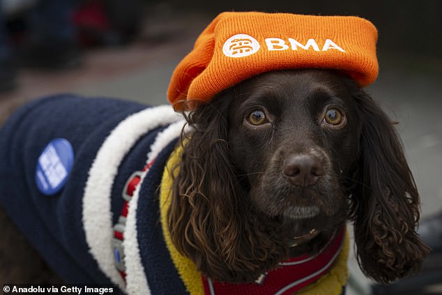 Ministers have given junior doctors a pay rise of 8.8 per cent, on average, for the 2023/24 financial year.  However, the increase was largest for first-year doctors, who were given a 10.3 percent raise.  Pictured is a black cocker spaniel wearing a BMA cap on the picket line outside St Thomas' Hospital yesterday.