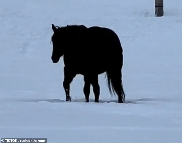 His owner, Alesia Carrie, captured him jogging through a snowy landscape in a 40-second video, and the clip inadvertently became a viral optical illusion on TikTok.
