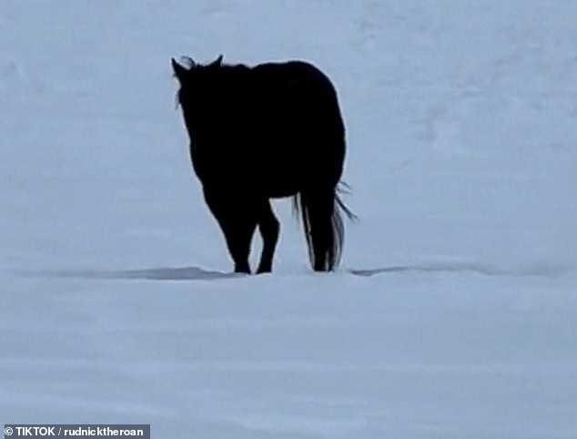 No one could agree on whether Rudnik was walking toward or away from the camera, with the silhouette of his head and tail blending perfectly with that of his body.