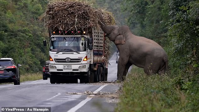 A greedy wild elephant avoided the jungle leaves and instead stopped passing trucks to steal sugar cane.  The 35-year-old jumbo jet, nicknamed 'Fatty' by locals, emerged from the forest on a road in Chachoengsao province, Thailand, on December 29, 2022.