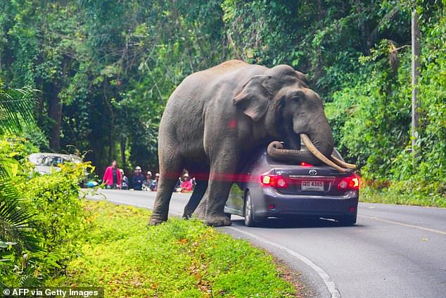 A wild elephant stops a car on a road in Khao Yai National Park in Thailand's Nakhon Ratchasima province on October 29, 2019.