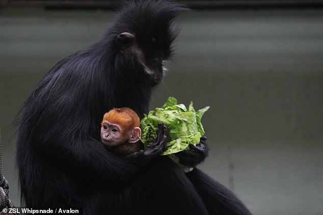In contrast to the monochrome coats of adult François langurs, the babies are born with striking orange hair, with images showing the flame-colored newborn nestled in its mother's dark black fur.