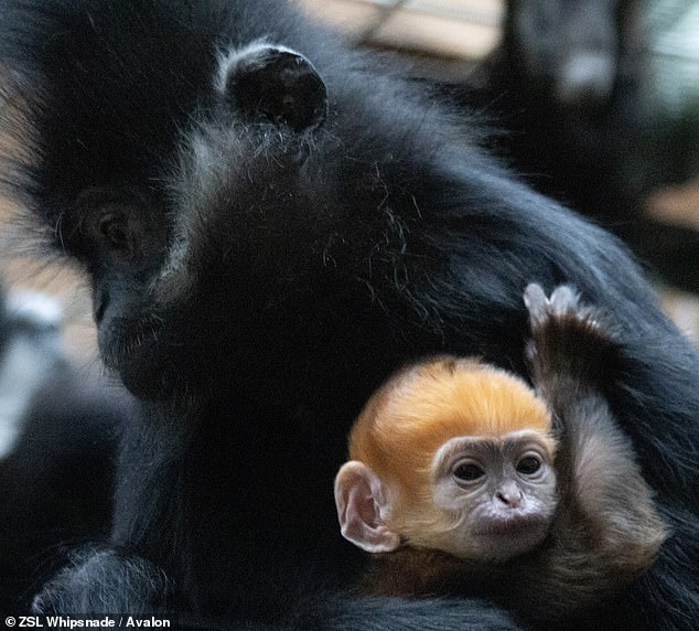 Whipsnade Zookeeper Amanda Robinson said the team were ecstatic when they saw Lulu cradling her bright orange baby.