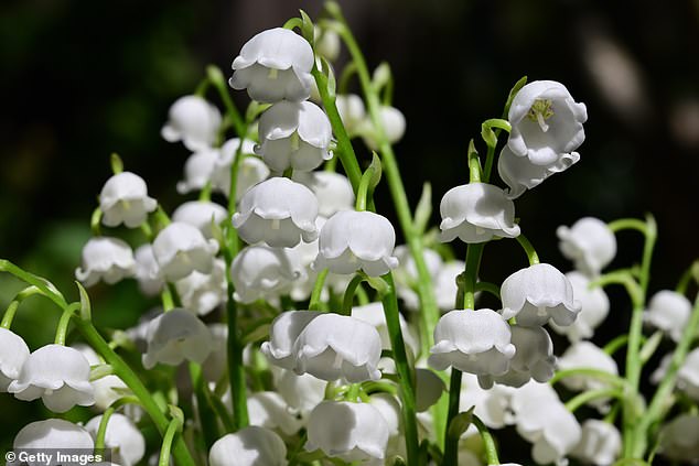 Lily of the valley (Convallaria majalis) is a woodland plant with sweetly scented, bell-shaped white flowers that bloom in spring, and all parts have moderate to severe toxicity.