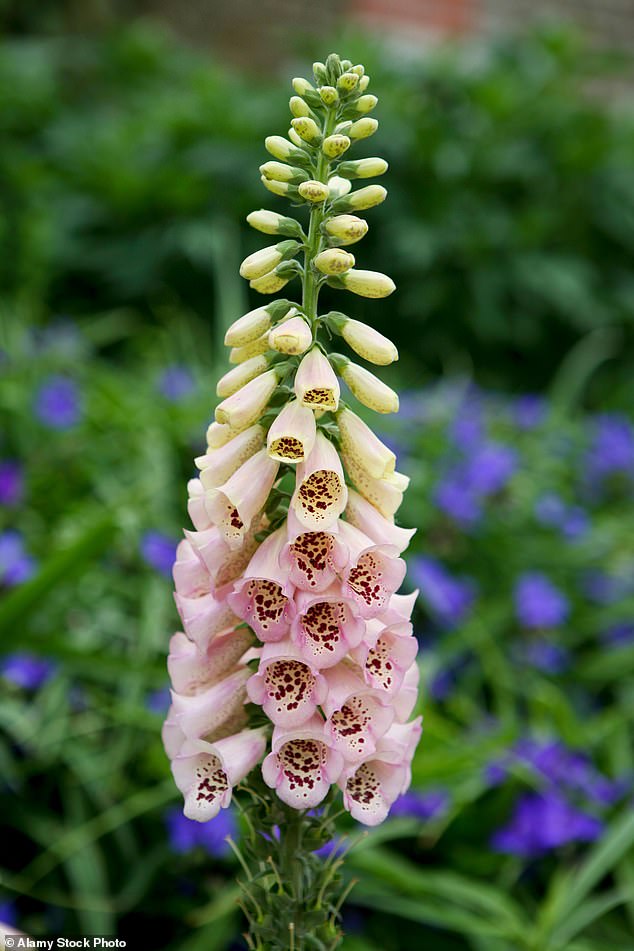 Foxglove, or foxglove, can grow up to two meters tall and produces a spike of purple-pink flowers between June and September, and all parts are toxic to pets.