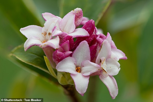 Daphne odora is a species of evergreen shrubs with pale pink, four-lobed, usually fragrant flowers, often followed by colorful but poisonous berries.