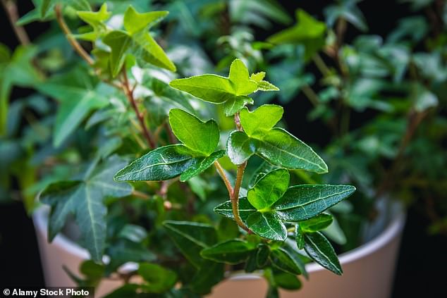 Hedera, commonly called ivy, is a species of evergreen climbing or climbing woody plant, meaning its foliage can be particularly toxic to pets at any time of year.