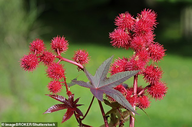 Castor oil plants (Ricinus communis) are an erect, branching shrub with five- to twelve-lobed shiny green, red, or bronze leaves, but it is one of nature's deadliest poisons.
