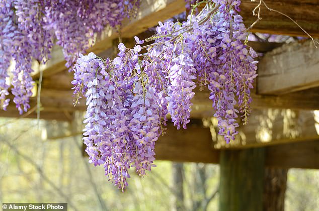 Wisterias are stunning purple-hued plants that are extremely vigorous climbers and can live a long time, but the seeds and pods can be poisonous to pets.