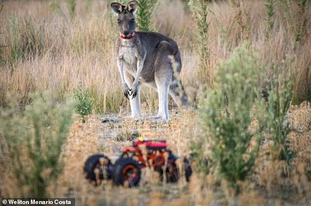 Dr. Costa's research consisted of observing how kangaroos react to a small remote-controlled car in their natural habitat.