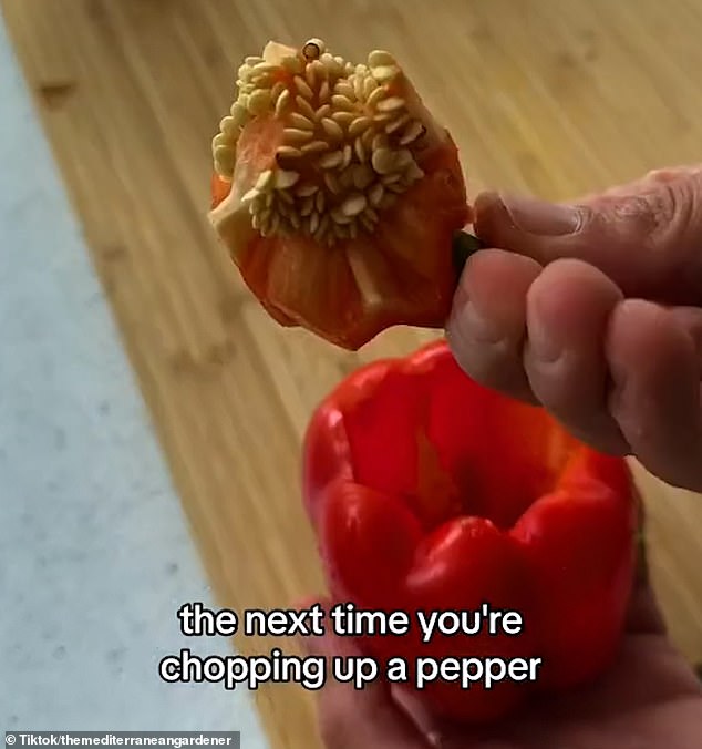 The gardening professional encouraged viewers to save pepper seeds the next time they prepare a meal, so they can grow more in their garden.