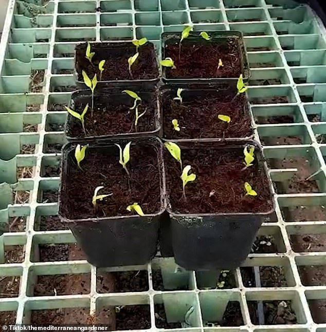 Before transferring the seedlings to a larger pot (pictured), green-thumbed hopefuls should place the seeds along with soil in a plastic container and let them develop in a warm, sunny area for a few weeks.