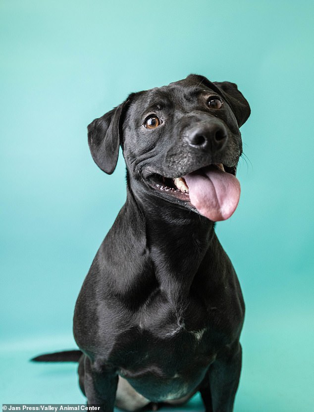Sora, a Labrador Retriever/Pit Bull mix, spent an amazing 900+ days at Valley Animal Shelter in California, USA, but her tail was left wagging excitedly after finally finding her forever home.