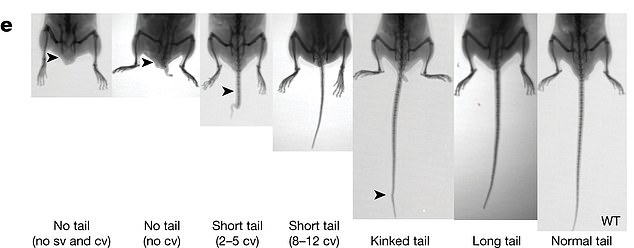 The team also discovered that the jumping gene altered tail length in one of the mice.