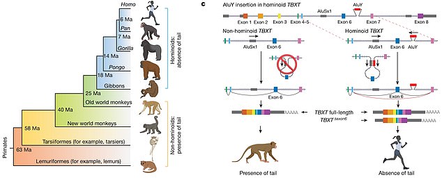 The discovery lies in the TBXT gene, which is involved in tail length in certain animals, and when a small piece of DNA called AluY was inserted, the tails were lost.