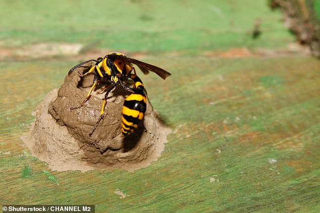 Professor Alexander Mikheyev, from the Australian National University's Research School of Biology, told Yahoo that the nest belonged to a mud-painting wasp.