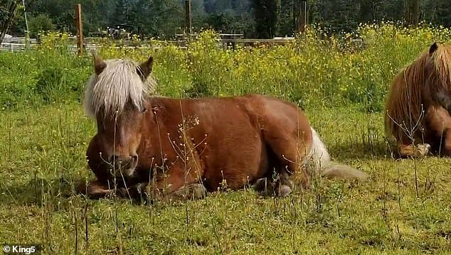 Buttercup the miniature horse was found dead with a shotgun wound in Maple Valley, King County, by his owner Monday morning.