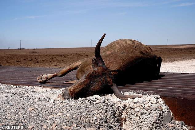 A cow that died in the Smokehouse Creek wildfire lies on a cattle guard outside Canadian, Texas.