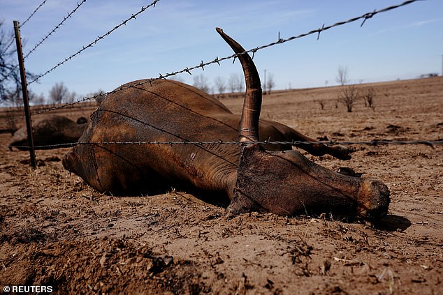 One person has been confirmed dead and dozens of cattle have also died, as devastating video footage shows cattle burned to death following wildfires ravaging Texas.