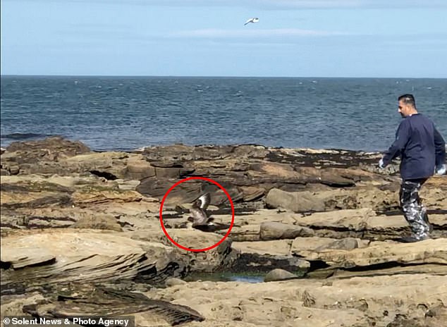 Ibrahim Alfarwi has been criticized after a video clip emerged of him 'torturing' sick skuas on Coquet Island, off the Northumberland coast.