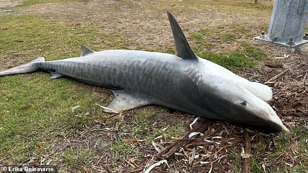 A 2.5m tiger shark was found dead with a broken jaw (pictured) in the waters near a coastal town's marina, prompting authorities to warn fishermen about illegal fishing practices.