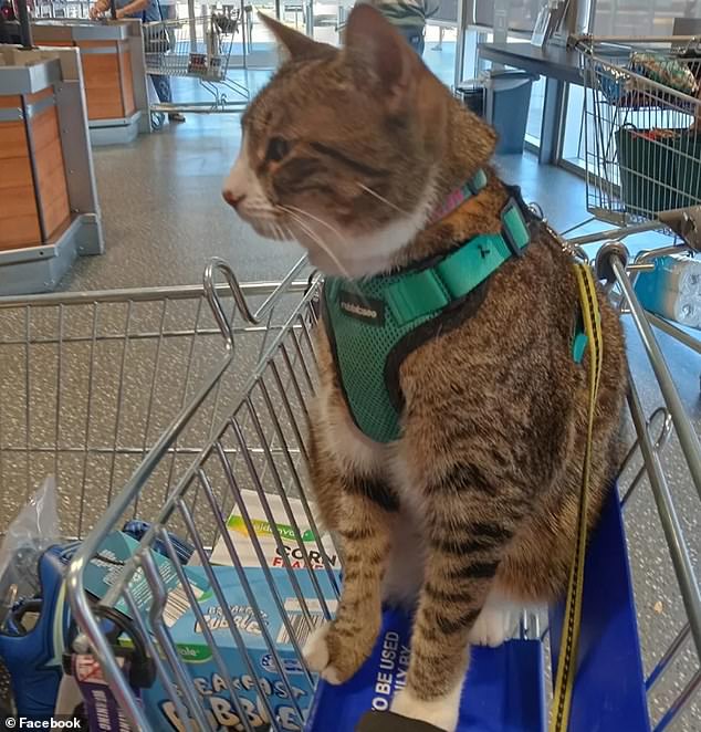 A photo of an assistance cat (pictured) seen in an Aldi store has divided shoppers