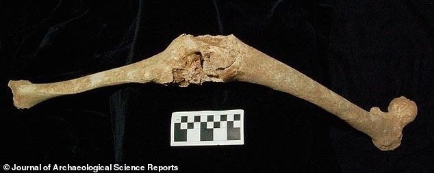 Researchers claim to have finally identified the remains of Alexander the Great's father, Philip II of Macedonia.  In the photo, bones of his left leg.
