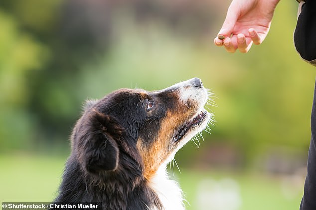 Are you giving your dog toxic treats Pet expert issues