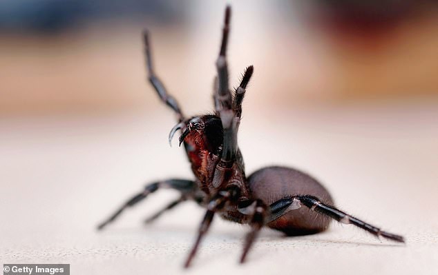 Sightings of funnel web spiders have increased due to recent wet weather in Sydney