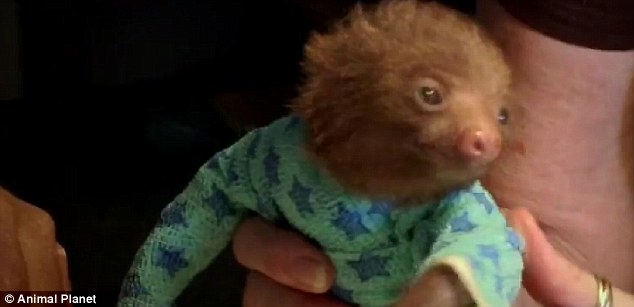 Comfortable: Orphaned sloth appears to be in pajamas during his mange treatment