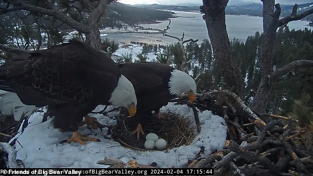 Jackie, a 12-year-old bald eagle, carefully guarded her nest with her companion Shadow as a powerful atmospheric storm hit California last week.
