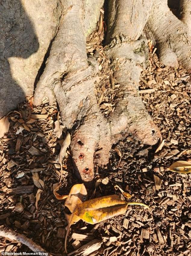 Some of the holes drilled in the roots to poison nine historic Port Jackson fig trees overlooking Sydney's Balmoral Beach.