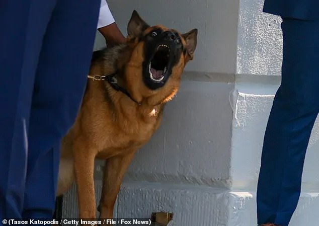 Commander is one of three German shepherds who lived with the Bidens during Joe's tenure.