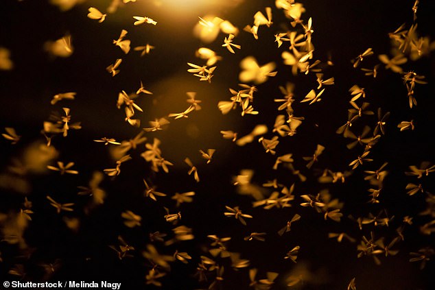 For years, scientists have believed that insects may be interpreting artificial light as an escape route or that the insects are blinded by the light source.