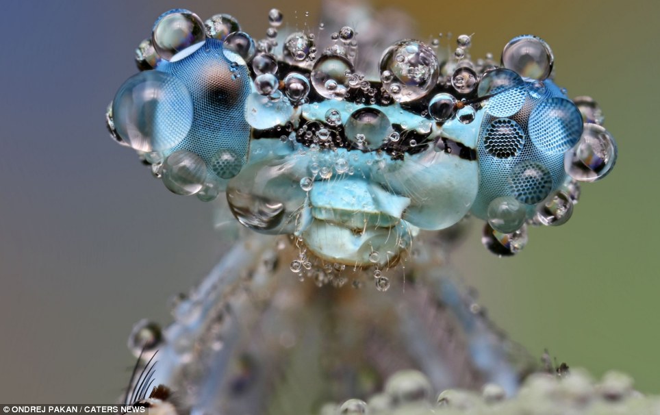 The secret life of an insect: water droplets make this box look twice as big