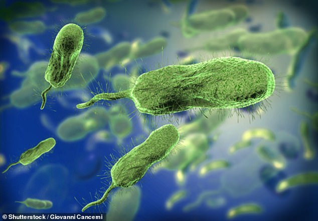 Deadly infections caused by the bacteria Vibrio vulnificus are becoming increasingly common in the US.