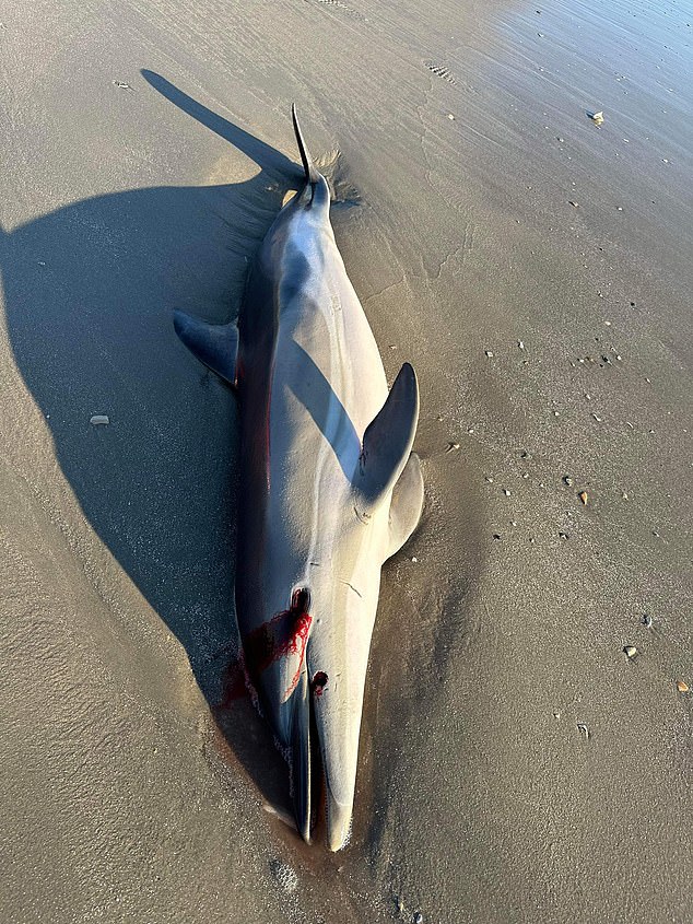 The gruesome scene of a dead dolphin on a New Jersey beach has sparked an investigation into the cause of its death